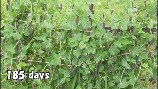 これぞ鈴なり！！エンドウ豆栽培  /  How to grow purple peas
