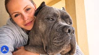 He Was Too Gentle To Guard Until Someone Tried Her Bedroom Window