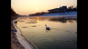 Ігор Білозір - Це не яблуні цвіт(Перший сніг)