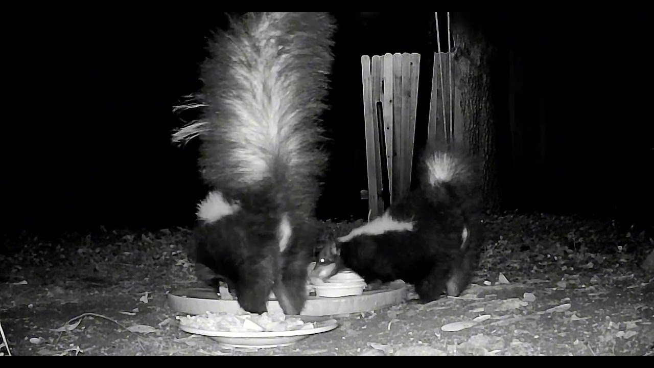 Little fights / skunks / possums