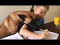You Think Malinois Are All Business Until These Silly Moments Funny BELGIAN MALINOIS 