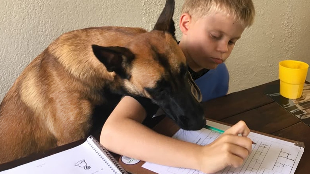 You Think Malinois Are All Business... Until These Silly Moments! 😂Funny BELGIAN MALINOIS