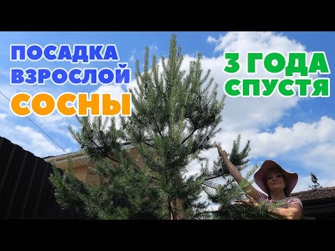 ПОСАДКА ВЗРОСЛОЙ СОСНЫ ИЗ ЛЕСА - 3 ГОДА СПУСТЯ