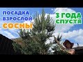 ПОСАДКА ВЗРОСЛОЙ СОСНЫ ИЗ ЛЕСА - 3 ГОДА СПУСТЯ