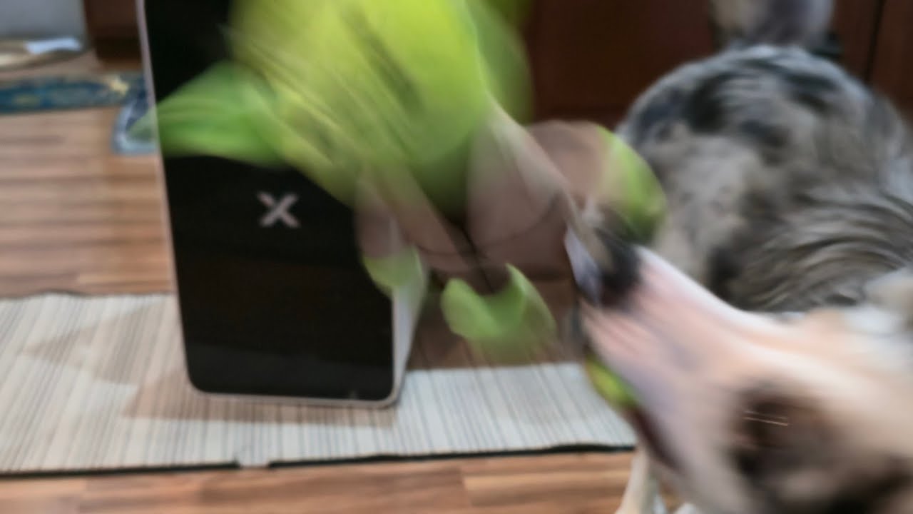 Joy’s Belated Bark-Day Unboxing 🎁🐶 | Chewy Toys + Plush Yoda Squeaker | Border Collies 😂✨