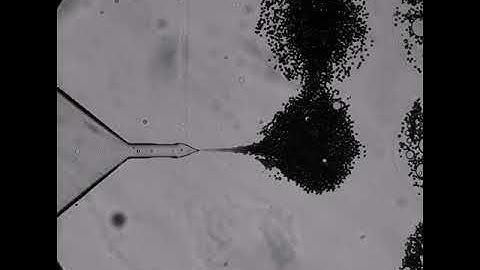 Monodispersed microbubbles by flow focusing