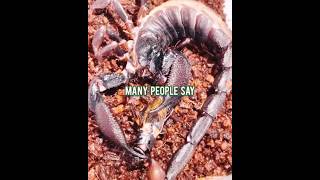Download Lagu Scorpions Have Insane Survival Powers 🤯🦂 MP3