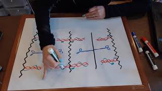 Sarcomere Structure Video