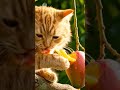 cat eating mango #cat full short #catbehavior #cute
