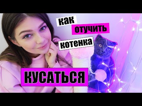 КАК ОТУЧИТЬ КОТЕНКА КУСАТЬСЯ? ЧТО ДЕЛАТЬ ЕСЛИ КОТЕНОК КУСАЕТСЯ ?