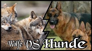 Wolves vs Dogs  Dogs Special