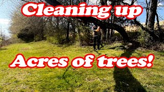 Cleaning up Tree Rows and Falling Trees!