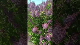 Цветущая Сирень #Цветы #Дача #Сад #Красота #Длядачи #Идеи #Растения #Надаче #Flowers #Garden
