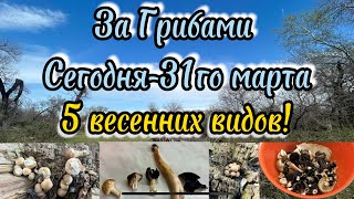 Тихая охота 31го марта!5 видов весенних грибов!лопастники,иудины ушки и тополевые опята! Сезон 2024