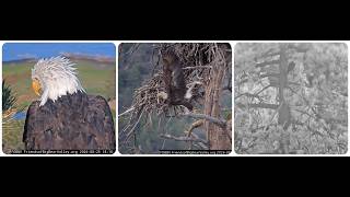 The discussion between Shadow and Kaydee continues; Shadow visits the nest 25.08.2026 @FOBBVCAM