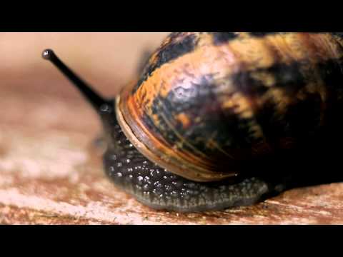 Macro Snail Movie