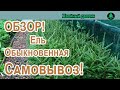 Ель обыкновенная Самовывоз!!! Обзор осень 2023 год!