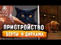 Пристройство Берты (Булки) в Москву и Дирхама - черного кота найденного вместо Черрика в Мин Воды.