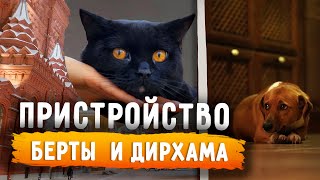 Пристройство Берты (Булки) в Москву и Дирхама - черного кота найденного вместо Черрика в Мин Воды.