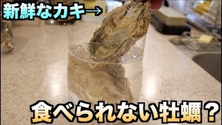 【実験】東京湾のカキを絶対食べてはいけない理由がわかる動画