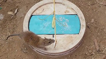 1001 cách bẫy chuột đơn giản và hiệu quả, cách 15