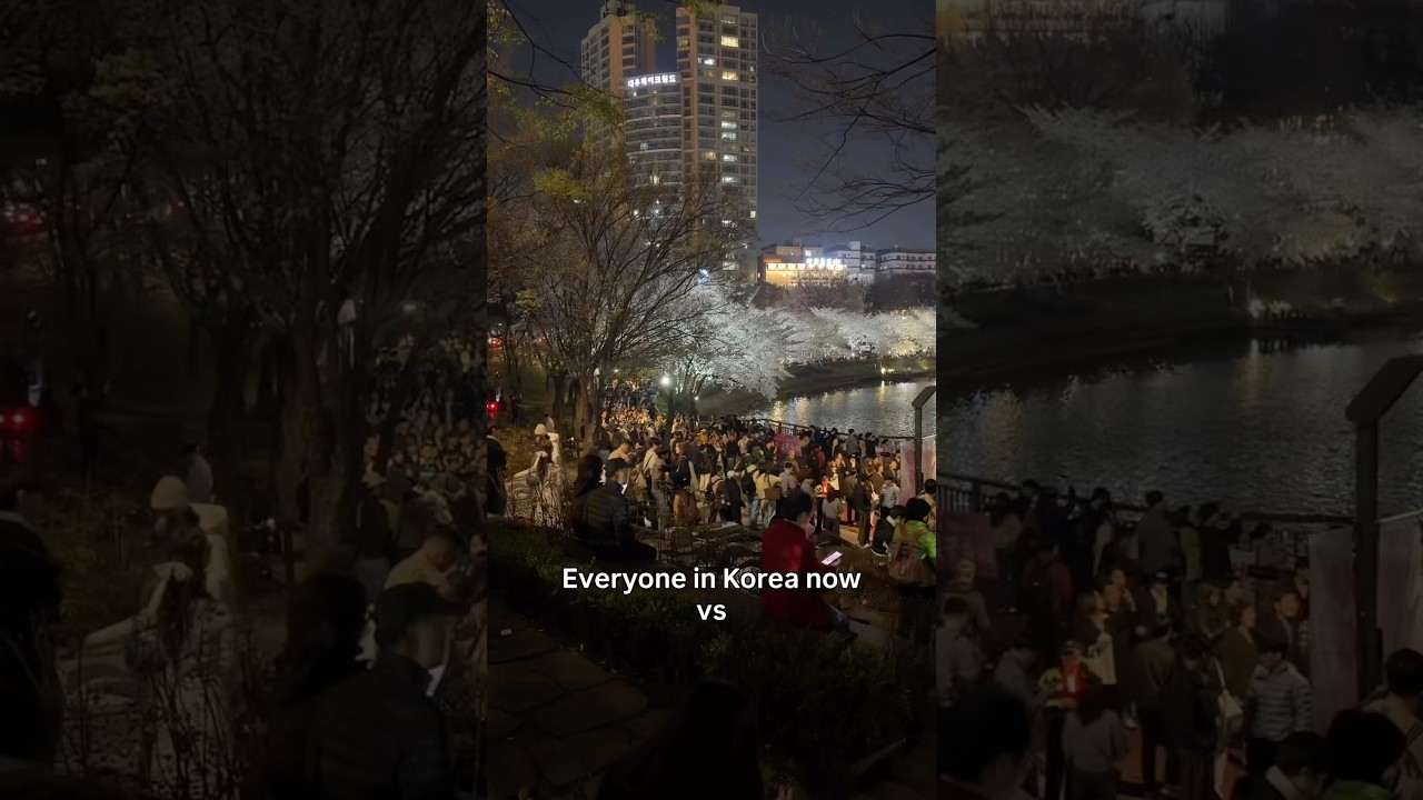 Everyone in Korea now vs Me #pov #korea #cherryblossom