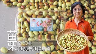 【公館】紅瓦厝紅棗農園