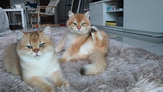 Cat fighting and then licking each other? | British Shorthair | Cuteness Overload
