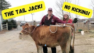 Tired of Kicking Cows? The Tail Jack: A NEW AntiKick Device for Training Milk Cows!