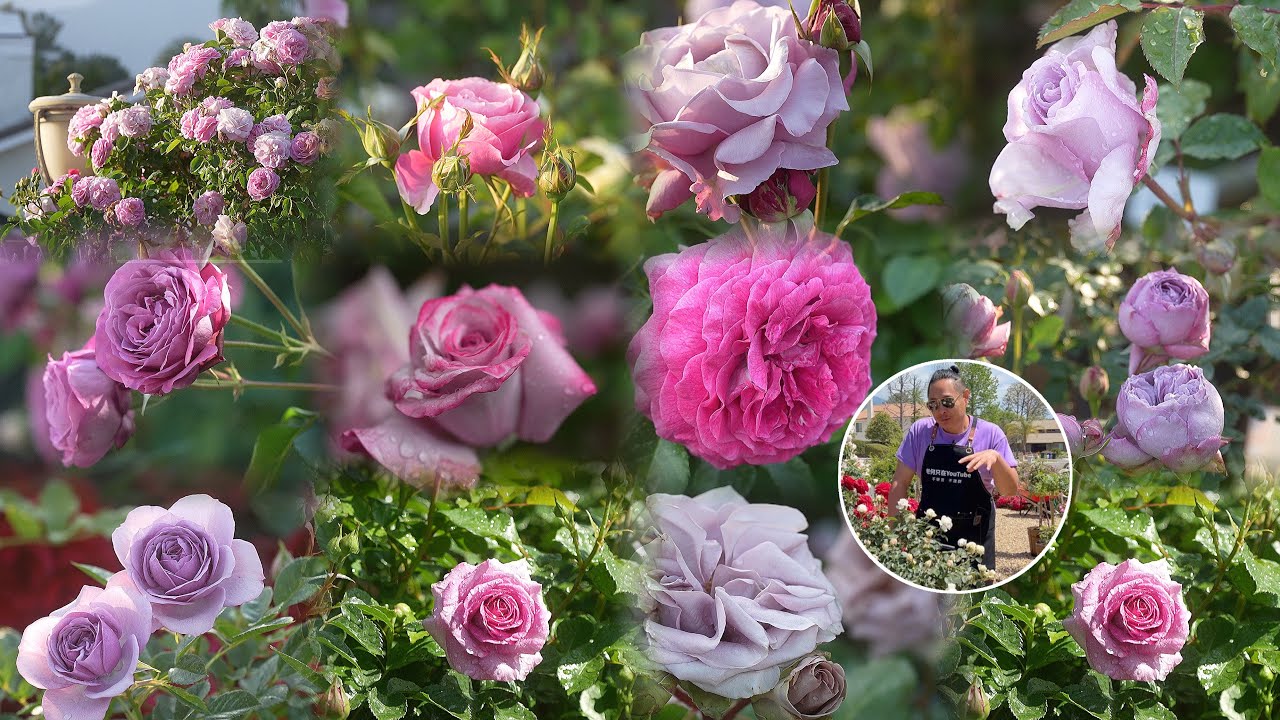 36款蓝紫色系玫瑰浪漫绽放 醉心蓝紫 园艺篇614