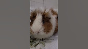 Thumbnail of Hungry guinea pig song [ the song is not mine]