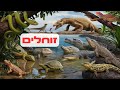 חיות לילדים זוחלים 🦎🐍 נחש, צב, לטאה ותנין 🐢🐊 מסע להכיר את הזוחלים