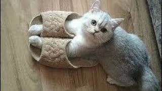 Unravelling The Hidden Meanings Behind 7 Cat Behaviors