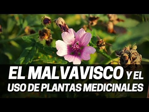 Propiedades medicinales del Malvavisco, Althaea officinalis hqdefault
