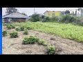 폭염 속 밭일하던 80대 숨져...온열질환 분류 안 돼 / YTN