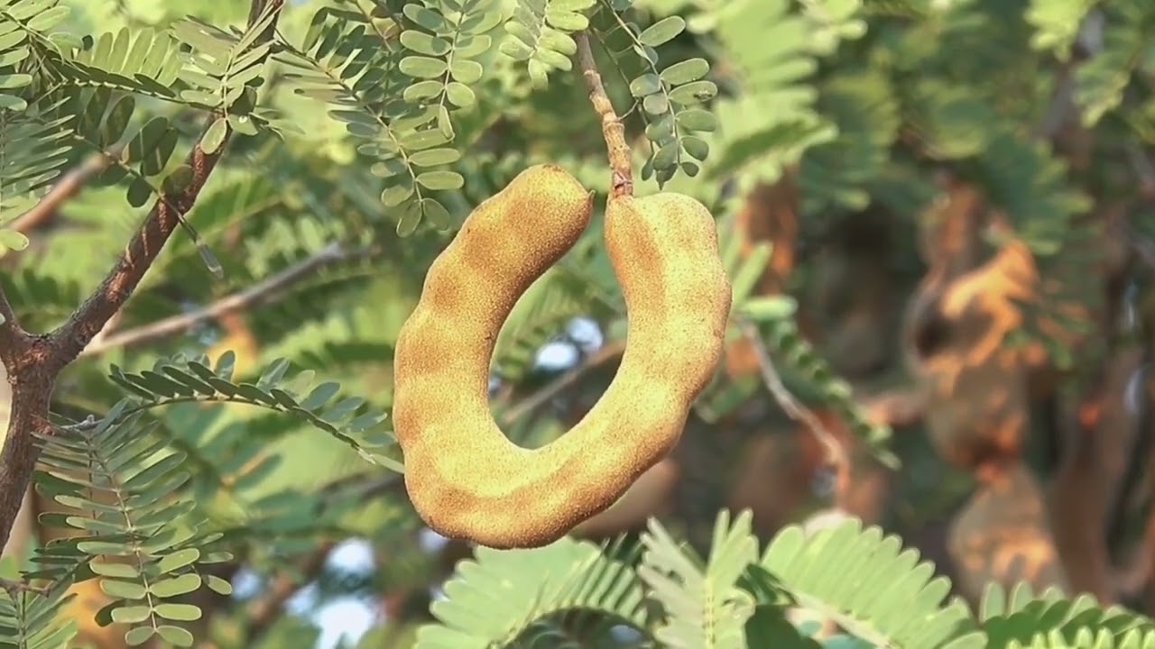 التمر الهندي شجرة رائعه ولكن منسية