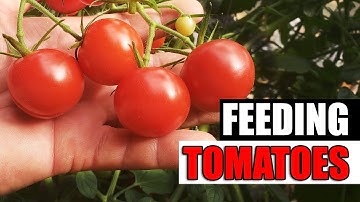 Easy Guide To Fertilizing Tomatoes - Garden Quickie Episode 146