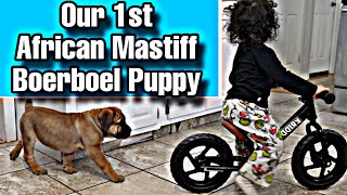 "African Mastiff (Boerboel) Puppy Buying 101: What You Need to Know" with @ExoticBoerboels