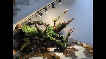 Tiểu cảnh gầm cầu thang theo phong cách rừng nhiệt đới cực tốt cho phong thuỷ