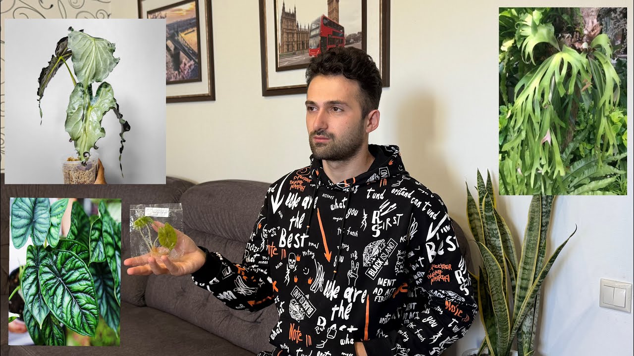 ￼Алоказия  Веном у меня. Как посадить клон Алоказии￼