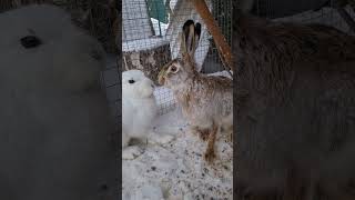 Hare Subspecies Bananaeater Флэшик #Bunny #Cute #Banana