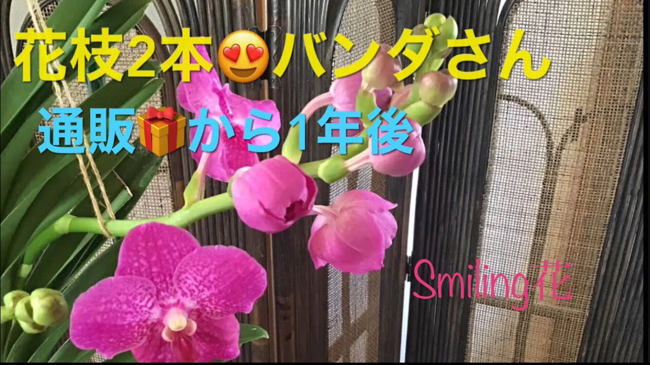 大きなバンダ楽々🔰温室無しで育つのか問題🙆🏻‍♀️