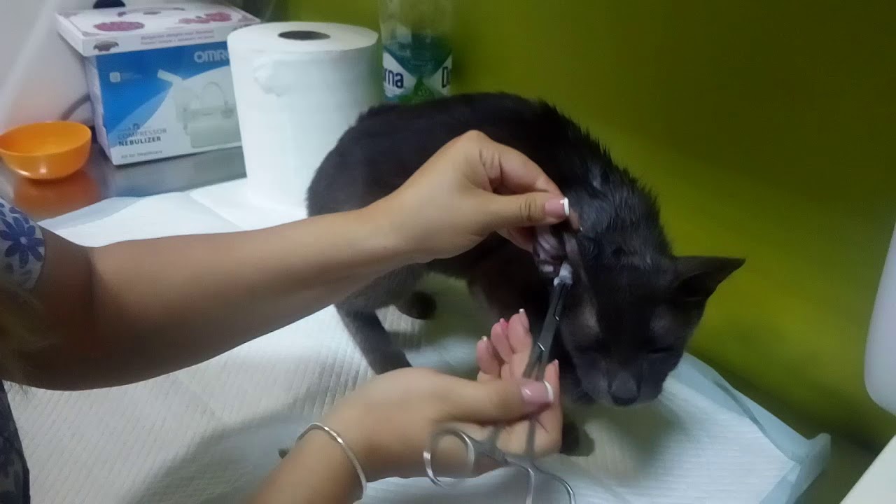 Sikari & Lucky at the vet camera iphone 8 plus apk