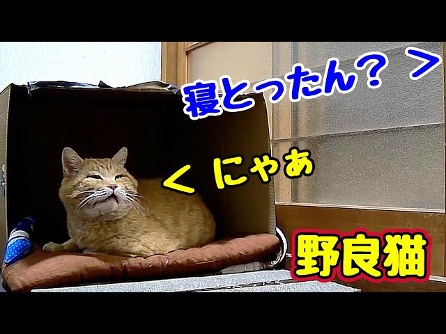 It seems like he wants to take it easy [Stray cat] - YouTube
