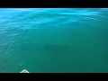Кейптаун - Большая белая акула
