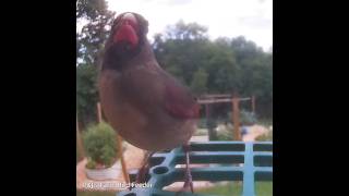 03- Afternoon Birds at Our Feeder: June 18, 2026 Highlights | Trail Cam Footage