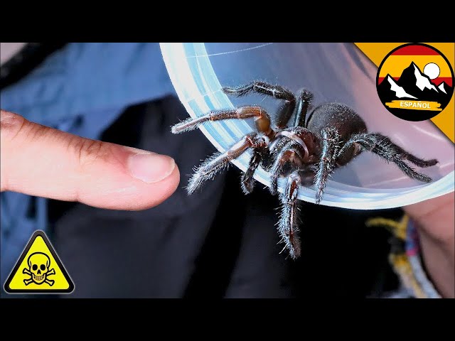 Colmillos De Araña De Tela De Embudo