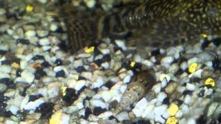 mon aquarium.mp4