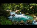 PEACEFUL FOREST RIVER SOUNDS WITH BEAUTIFUL BIRD CHIRPING FOR SLEEPING & RELAXATION 24/7