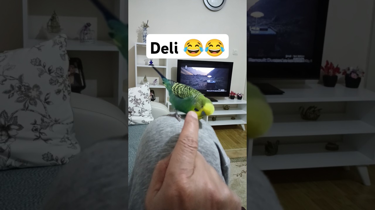 Çok Mutluyuz yine 😂 #muhabbetkuşufıstık #muhabbetkuşu #muhabbetkuslari #birds #cuddlychickadee